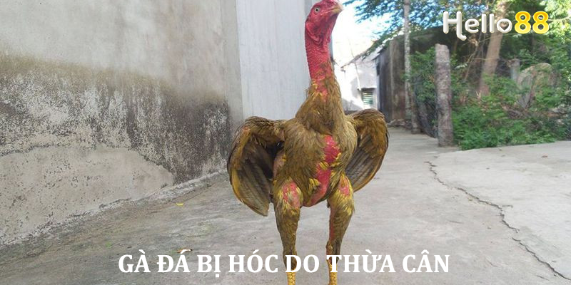 Gà đá bị hóc do thừa cân