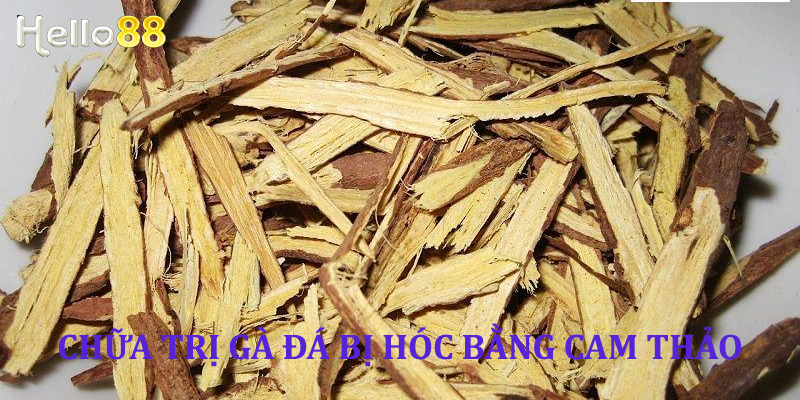 Chữa trị gà đá bị hóc bằng cam thảo