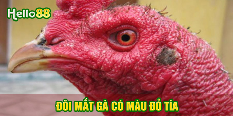 Đôi mắt gà màu đỏ tía