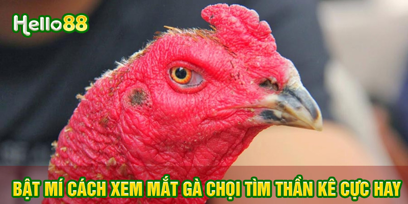 Bật mí cách xem mắt gà chọi nhận biết thần kê cực hay